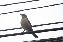 Turdus leucomelas
