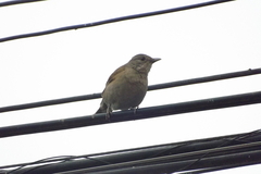 Turdus leucomelas