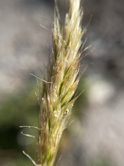 Trisetum spicatum