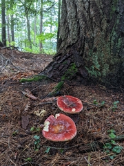 Russula rosacea