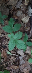 Fragaria vesca americana