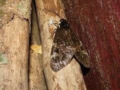 Dysschema magdala