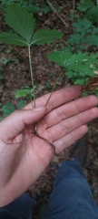 Fragaria vesca americana