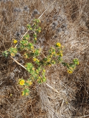 Centromadia parryi congdonii