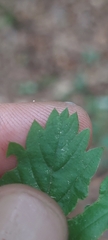 Fragaria vesca americana