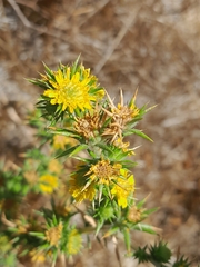 Centromadia parryi congdonii