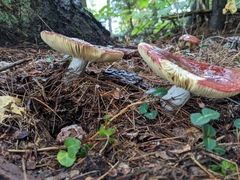 Russula rosacea