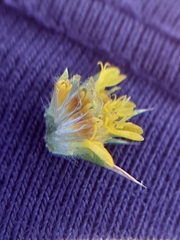 Centromadia parryi congdonii