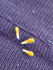 Centromadia parryi congdonii