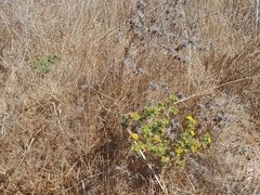 Centromadia parryi congdonii