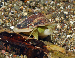 Ministrombus variabilis