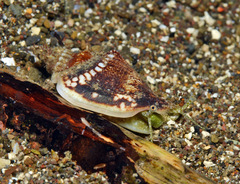 Ministrombus variabilis