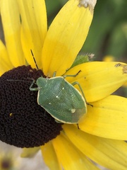 Chlorochroa uhleri
