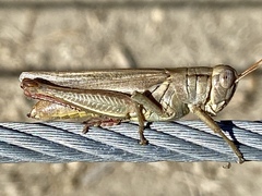 Melanoplus yarrowii