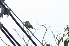 Tyrannus melancholicus