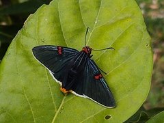 Phocides polybius
