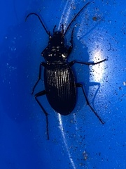 Nebria brevicollis