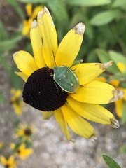 Chlorochroa uhleri
