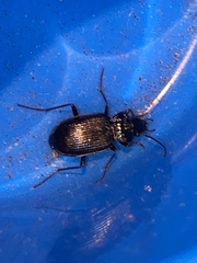 Nebria brevicollis