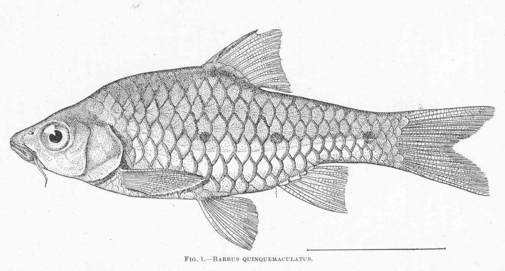 Barbodes quinquemaculatus