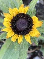 Rudbeckia hirta