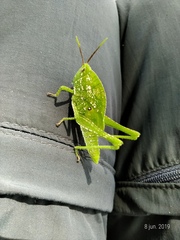 Xyleus discoideus