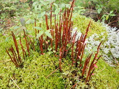 Calyptospora columnaris
