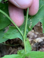 Nabalus trifoliolatus