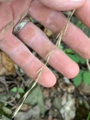 Bromus pubescens