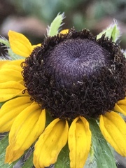 Rudbeckia hirta