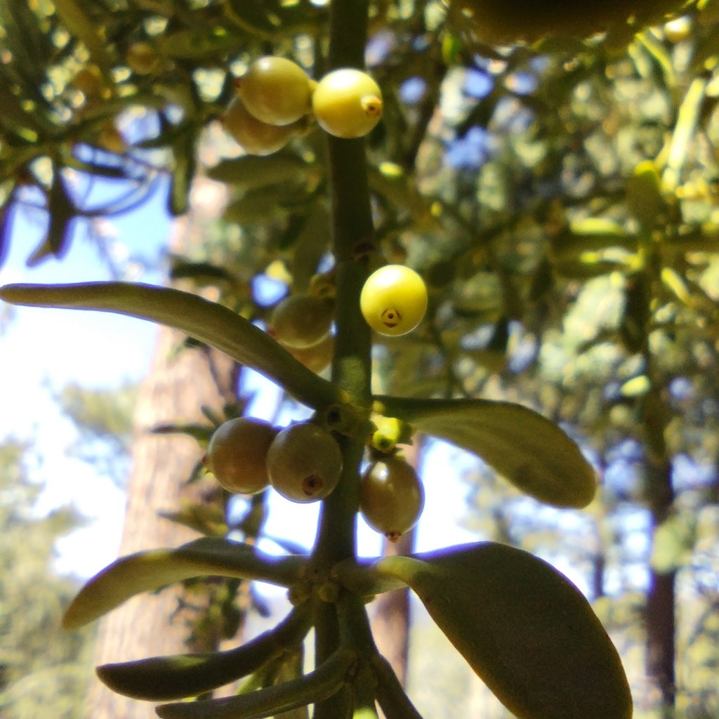 Fir Mistletoe