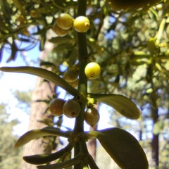 Phoradendron pauciflorum