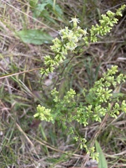Solidago bicolor