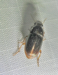 Harpalus gravis
