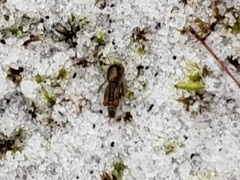 Neotridactylus archboldi