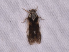 Melanoliarus aridus