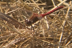 Sympetrum internum