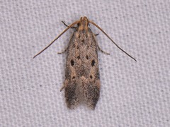 Neodactylota liguritrix