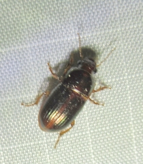 Harpalus gravis