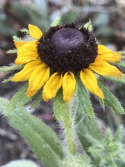 Rudbeckia hirta