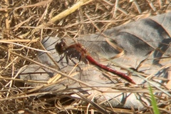 Sympetrum internum