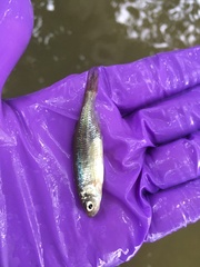 Notemigonus crysoleucas