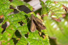 Polites vibex catilina