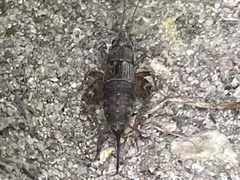 Allonemobius fasciatus