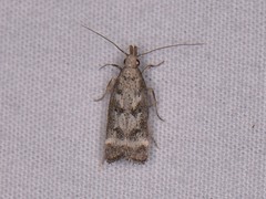 Dichomeris inversella