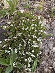Cherleria