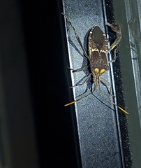 Leptoglossus zonatus