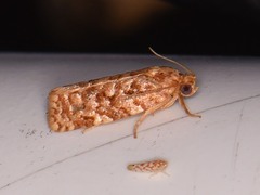 Choristoneura houstonana