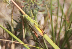 Chorthippus apicalis