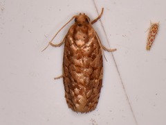 Choristoneura houstonana